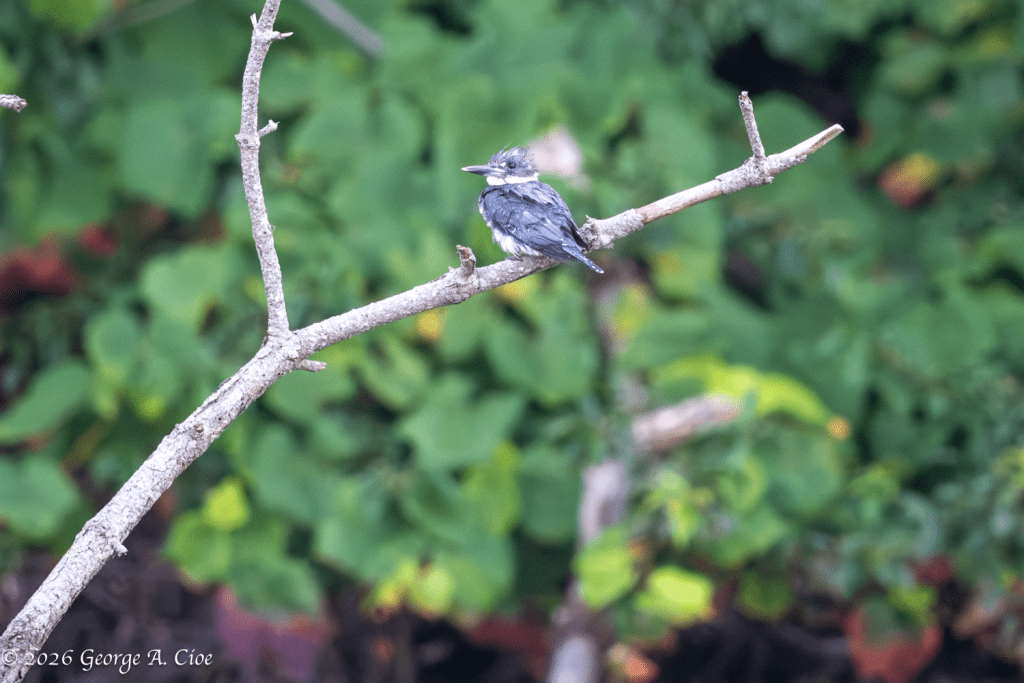 "Mohawk Mickey" Belted Kingfisher
