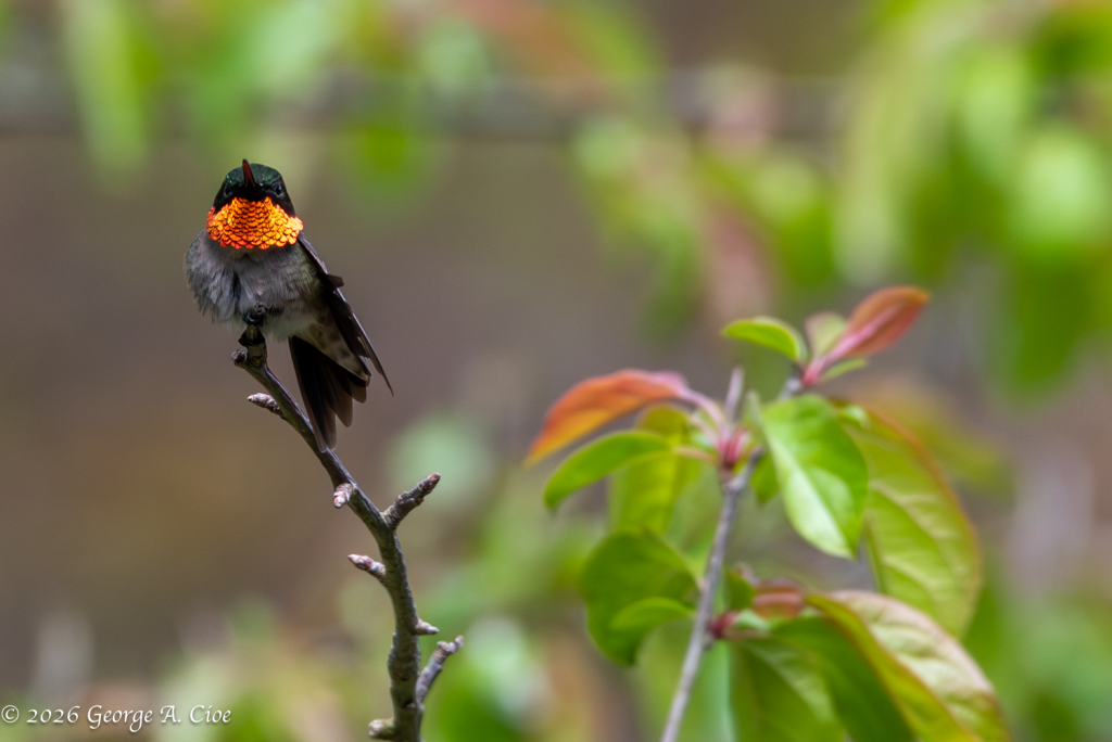 “Ruby Ignition” Ruby-throated Hummingbird