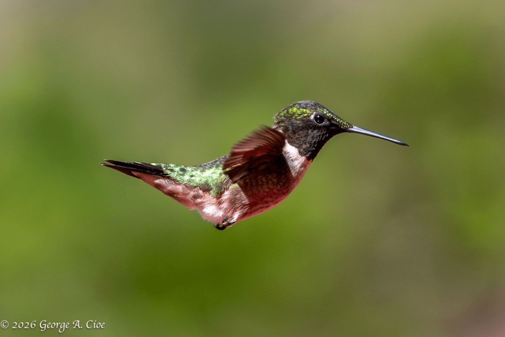 “The Backward Specialist”. Ruby-throated Hummingbird