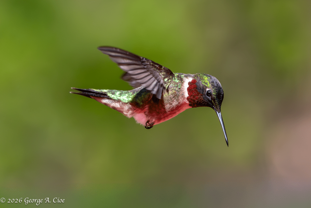 “Defying Gravity… Casually” Ruby-throated Hummingbird