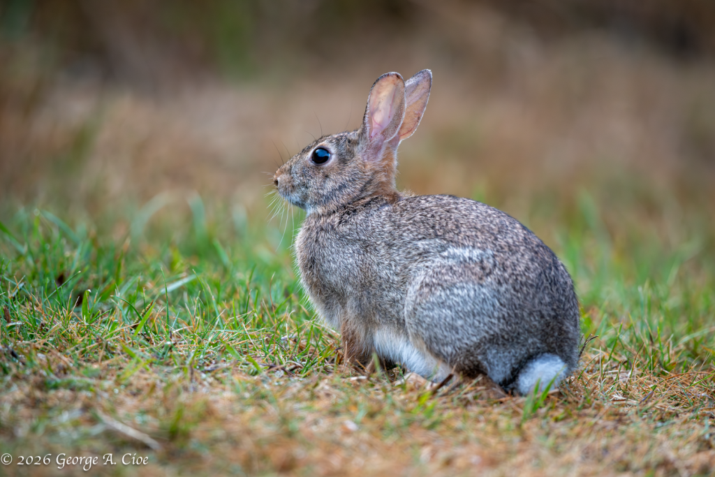 “A Moment Before the Bolt” Cottontail Rabbit