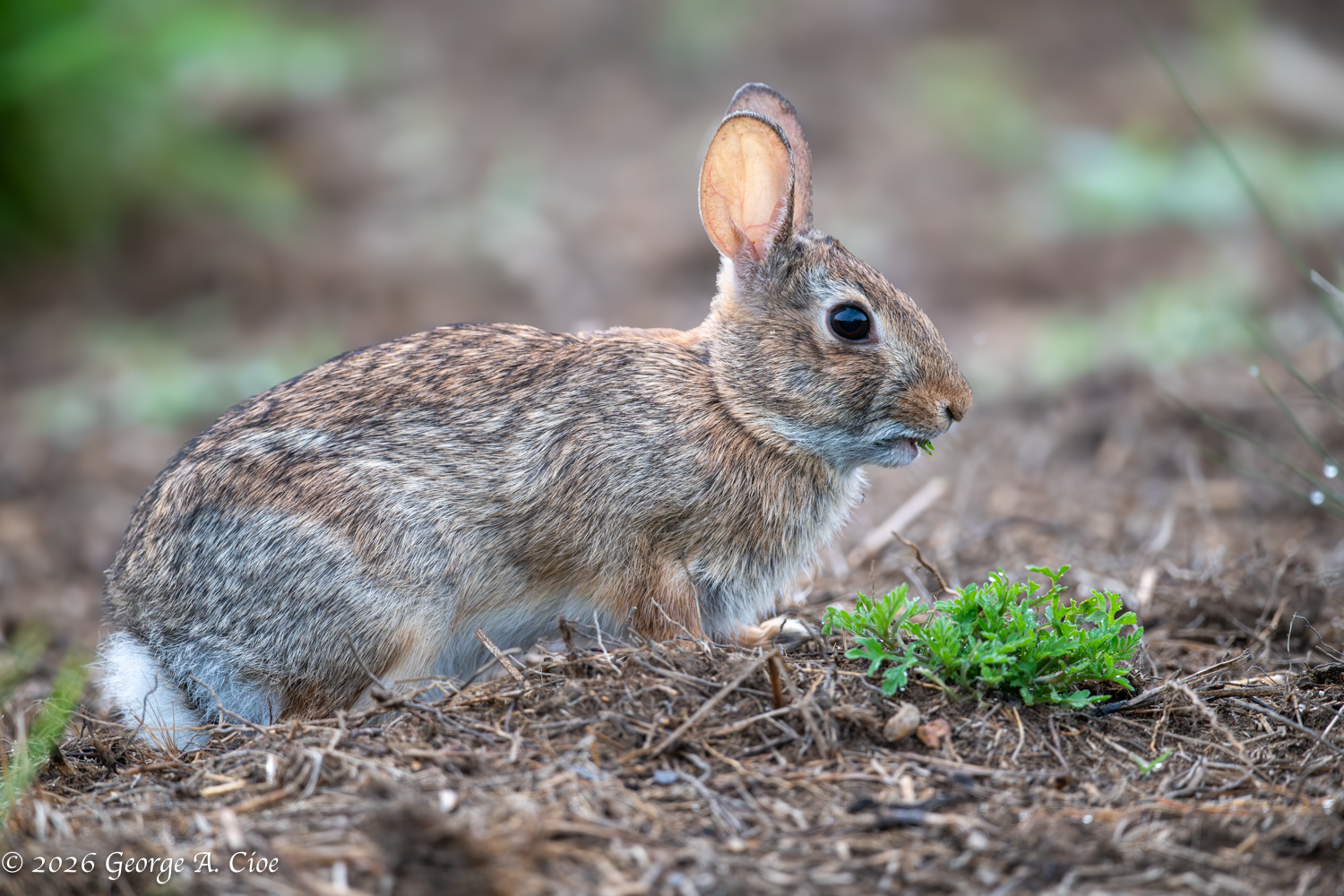 A Wasculy Wabbit – Adventures in the Great Outdoors