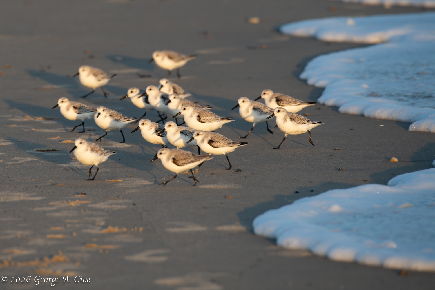 Sanderlings: The Narragansett Beach Ballet Performers Unveiled
