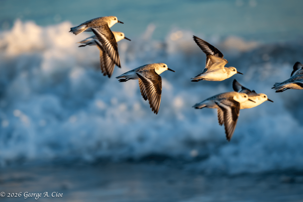 "Shoreline Speedsters" Sanderlings