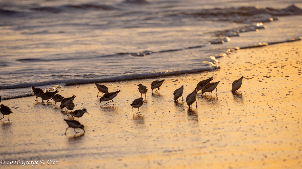 "Working The Edge" Sanderlings