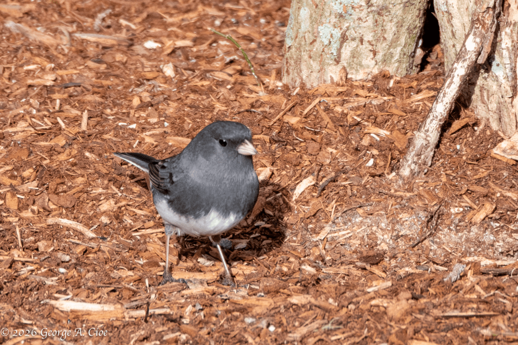 “When Winter Arrives, So Do My People”. Dark-eyed Junco