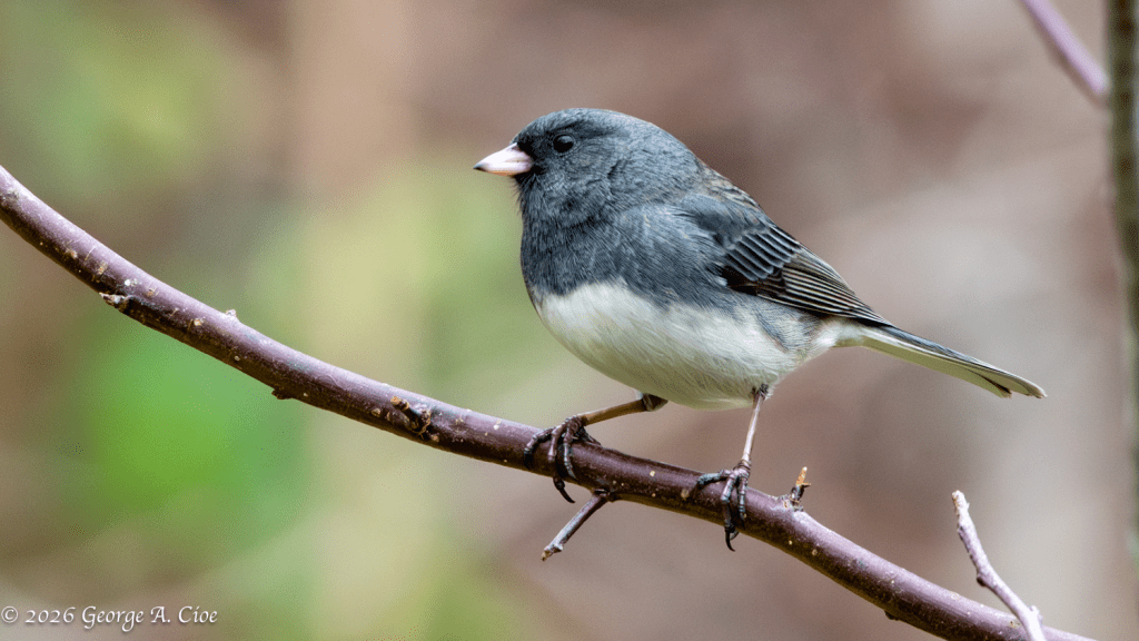 “White Tails in a Gray Season” Dark-eyed Junco
