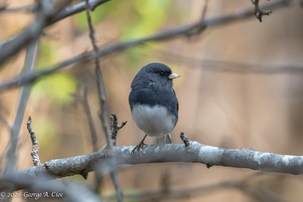 “The Quiet Company of Snowbirds” Dark-eyed Junco