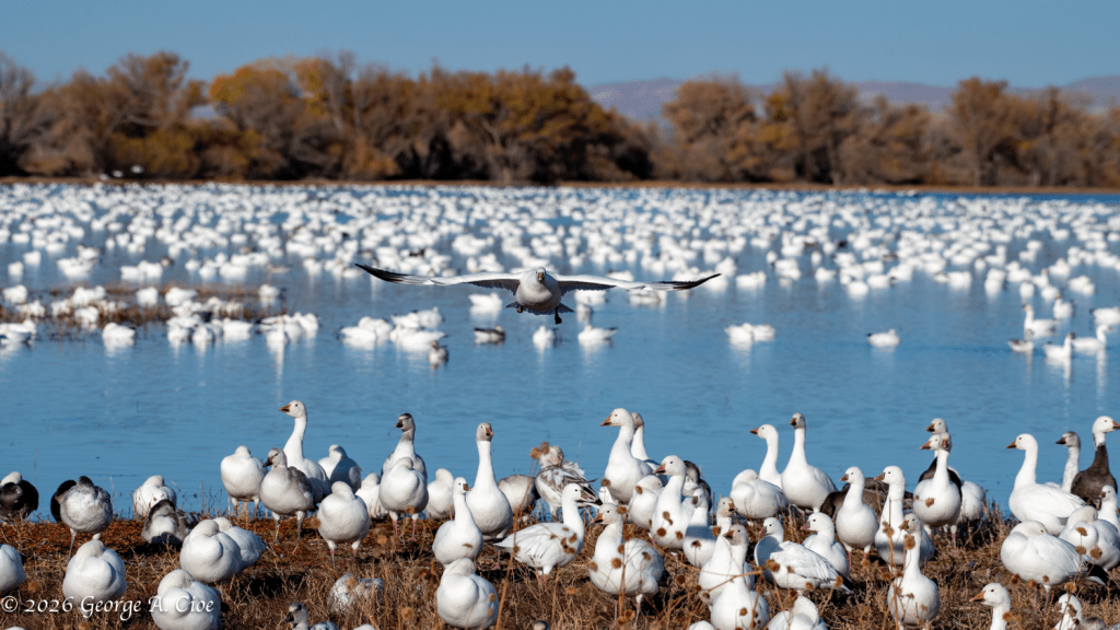 "Heavy On Approach" Snow Goose, Bosque del Apache
