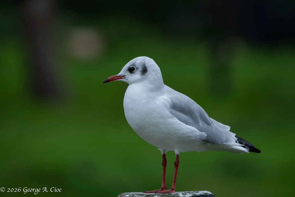"Curiosity" Black-headed Gull