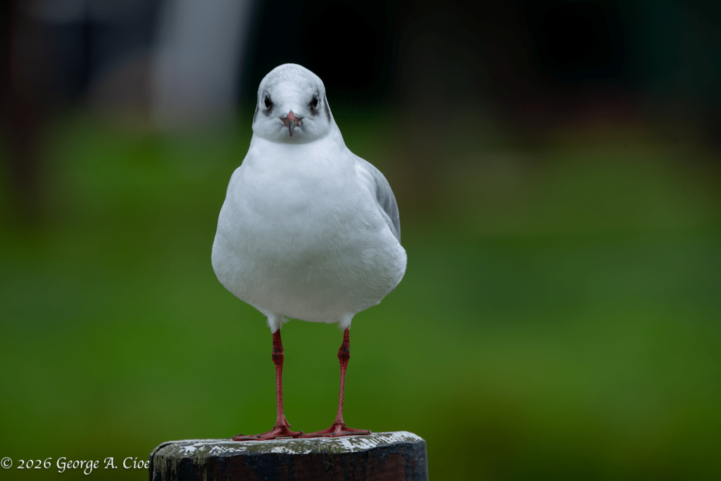 "Suspicion" Black-headed Gull