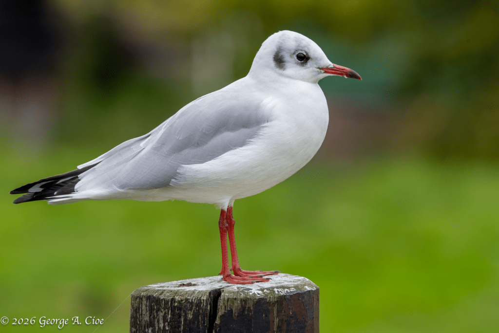 'Confirmed" Black-headed Gull