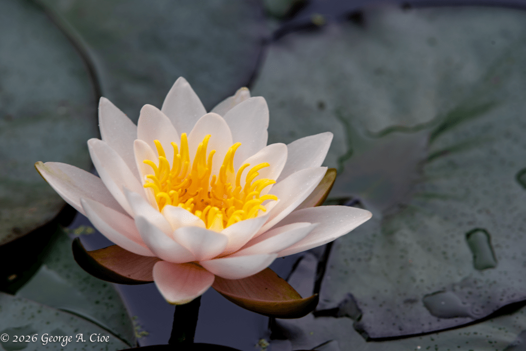 "Nymph & Bloom" White Water Lily