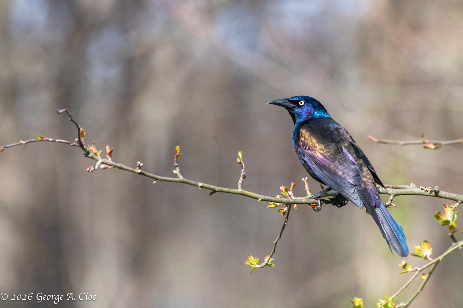 Snap, Grackle, Pop – Fascinating Facts About Grackles
