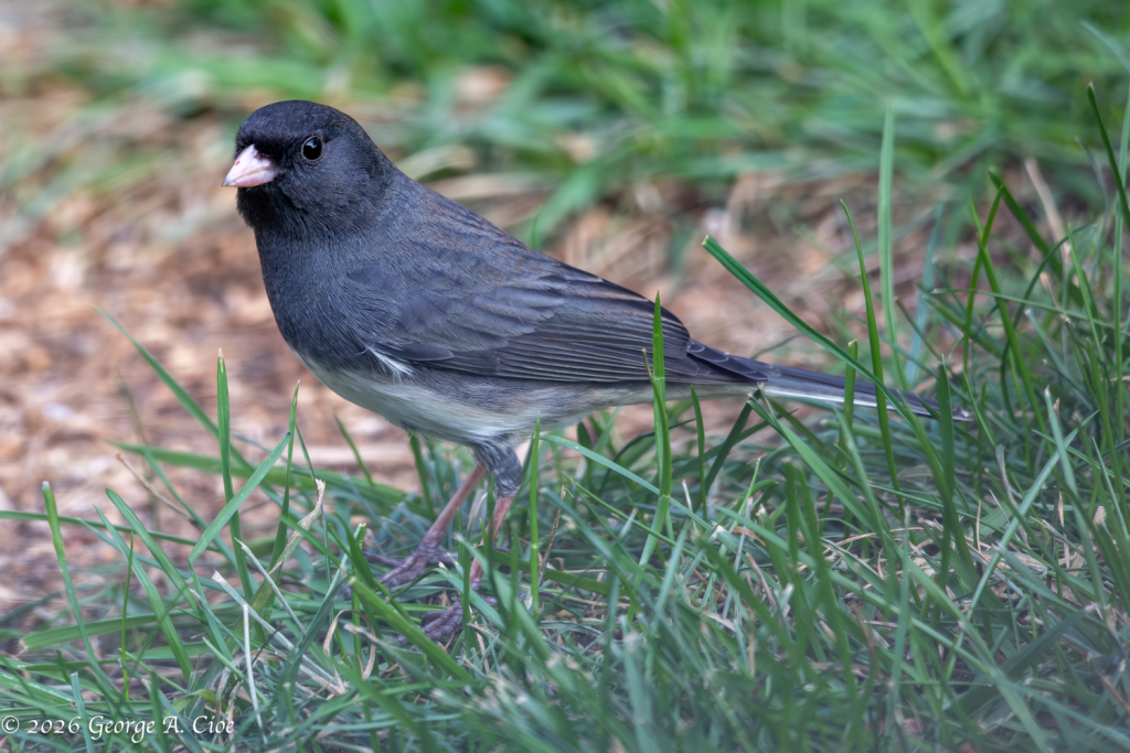 “The Wrong-Way Snowbird”. Dark-eyed Junco