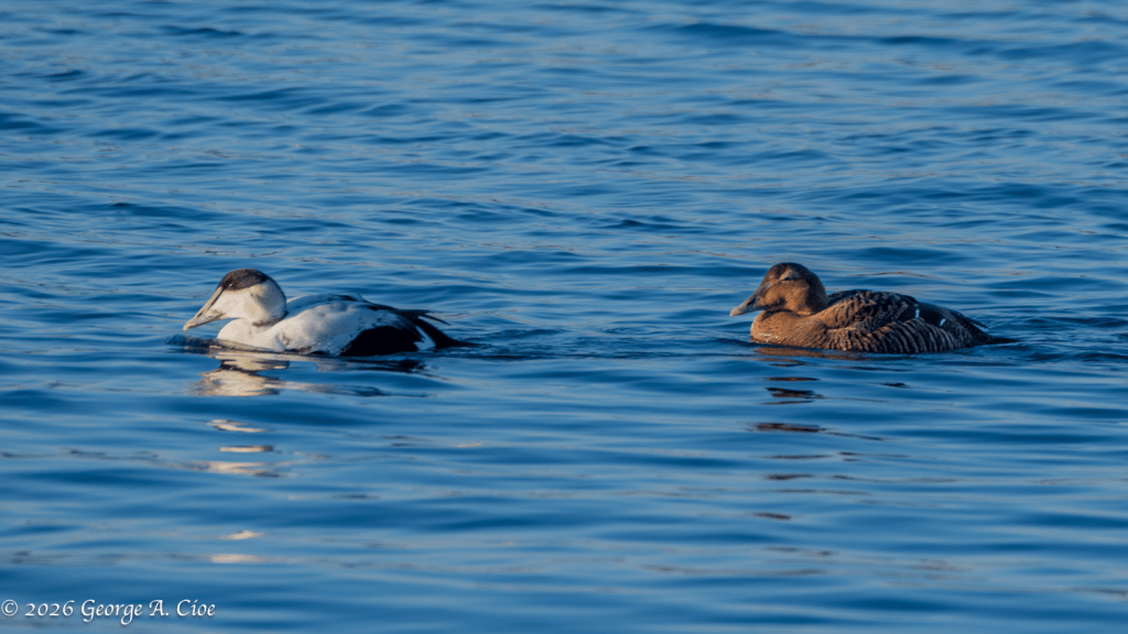 "North Atlantic Royalty" Common Eider Pair