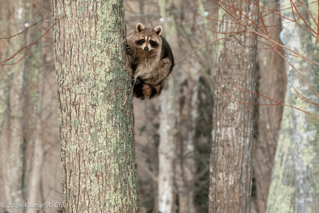 "Cloaked" Racoon Frozen to Evade Detection