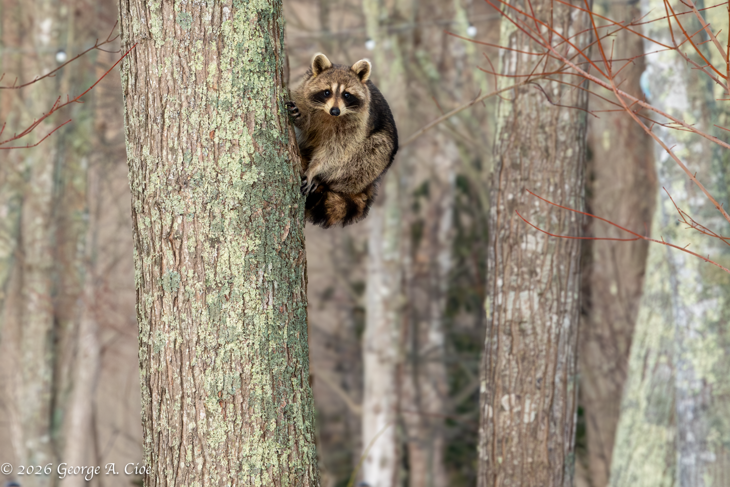 Rocky Raccoon — A Morning Standoff Unfolds in Narragansett