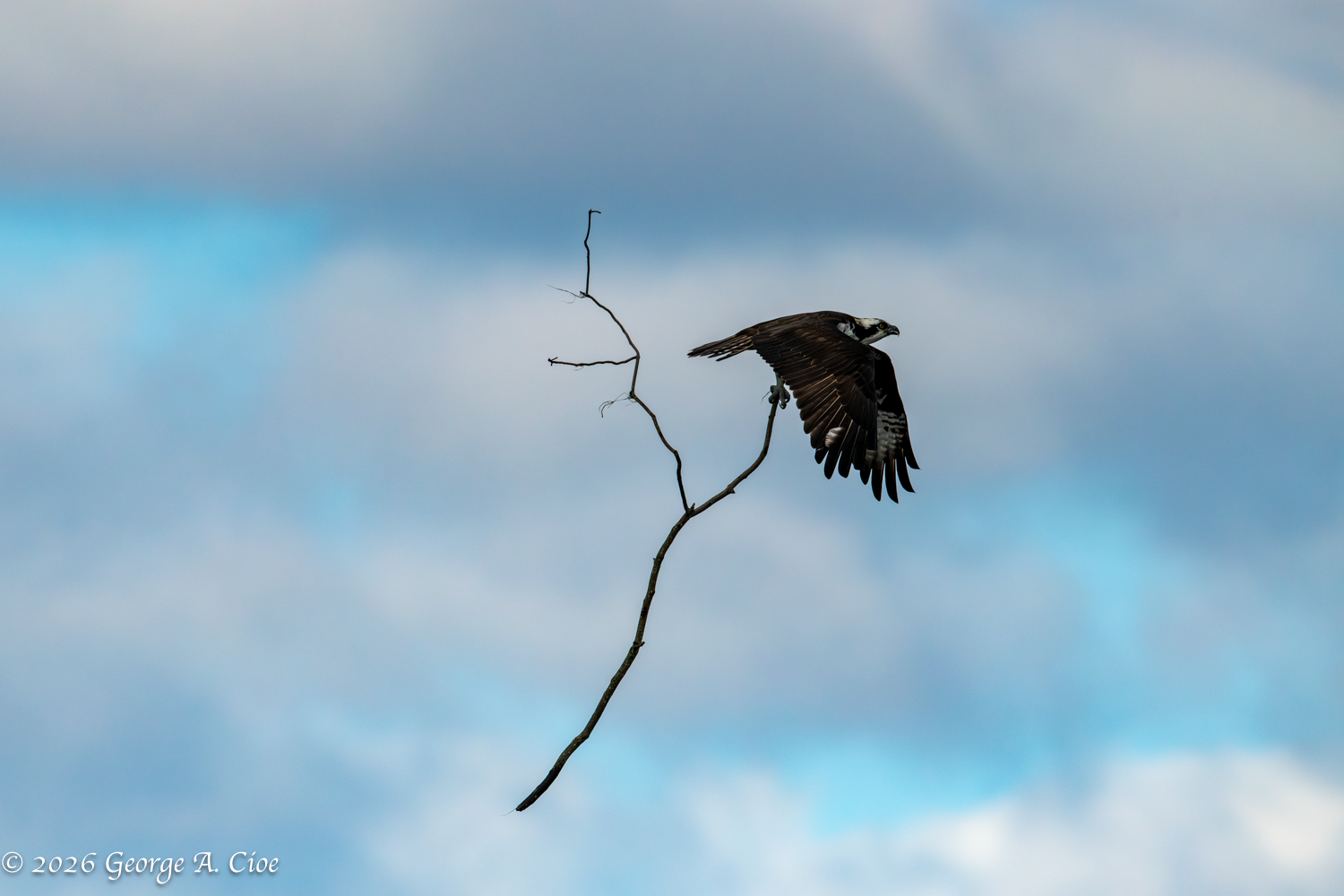 They’re Heeeeere! – Ospreys Return To Narragansett Every Spring.