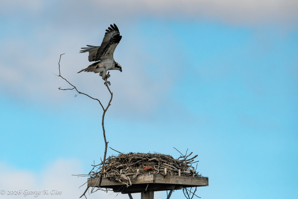 “Final Approach” Osprey