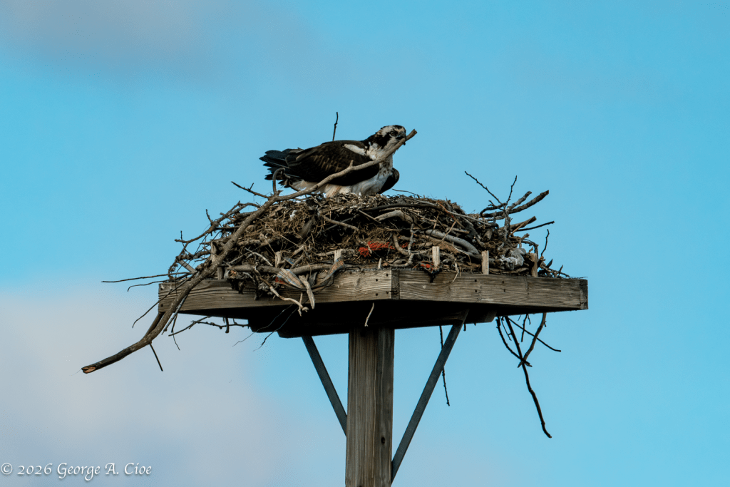 “Built to Hold Life” Osprey