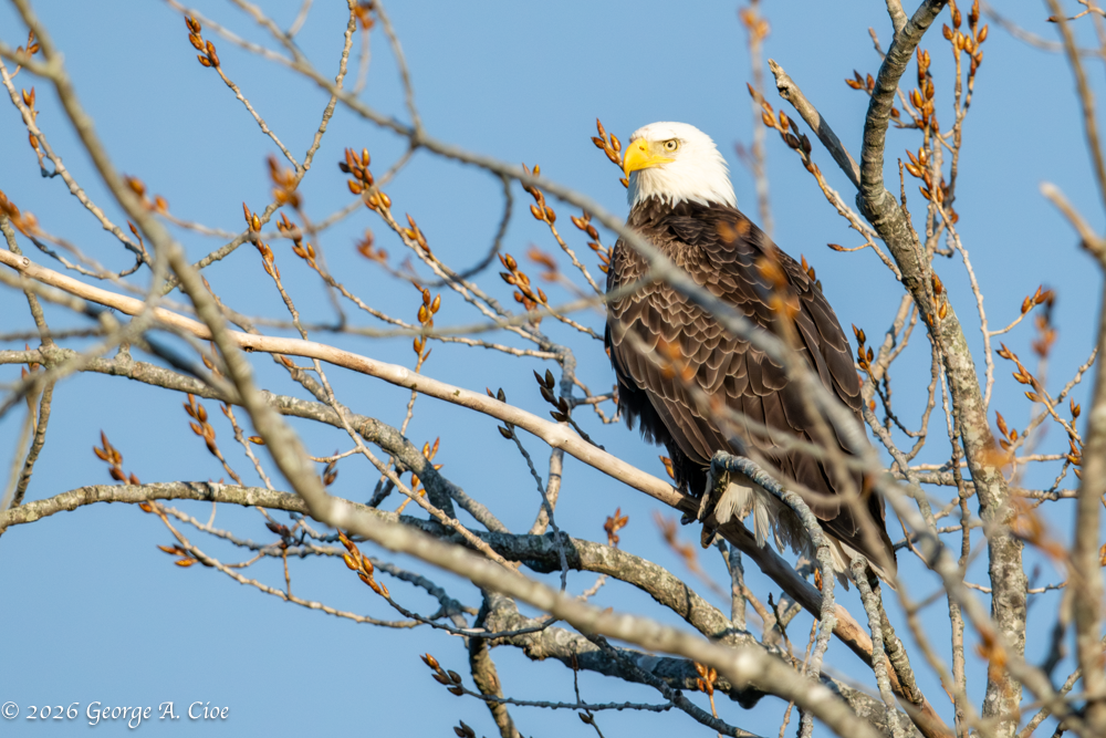"Intimidating Focus" Bald Eagle