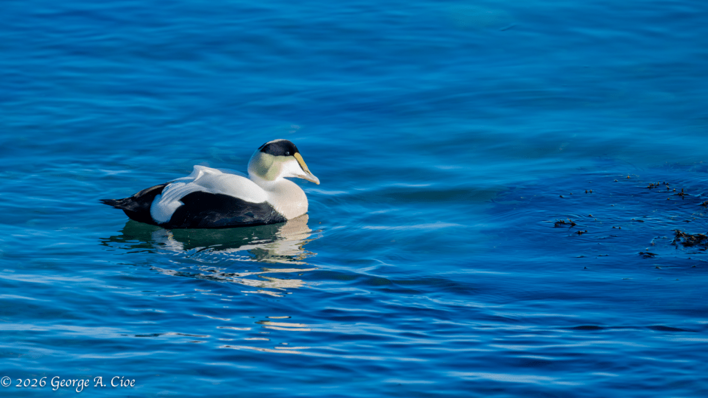"North Atlantic Royalty" Common Eider