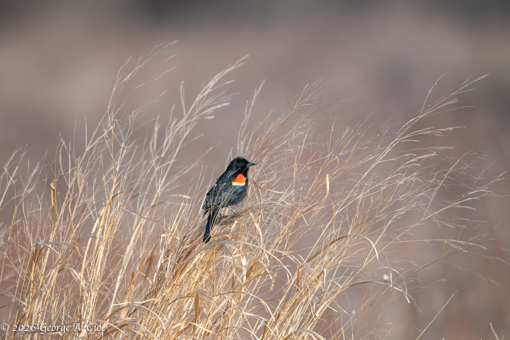 Shoulder Lights at Sunrise: Red-winged Blackbirds in Action
