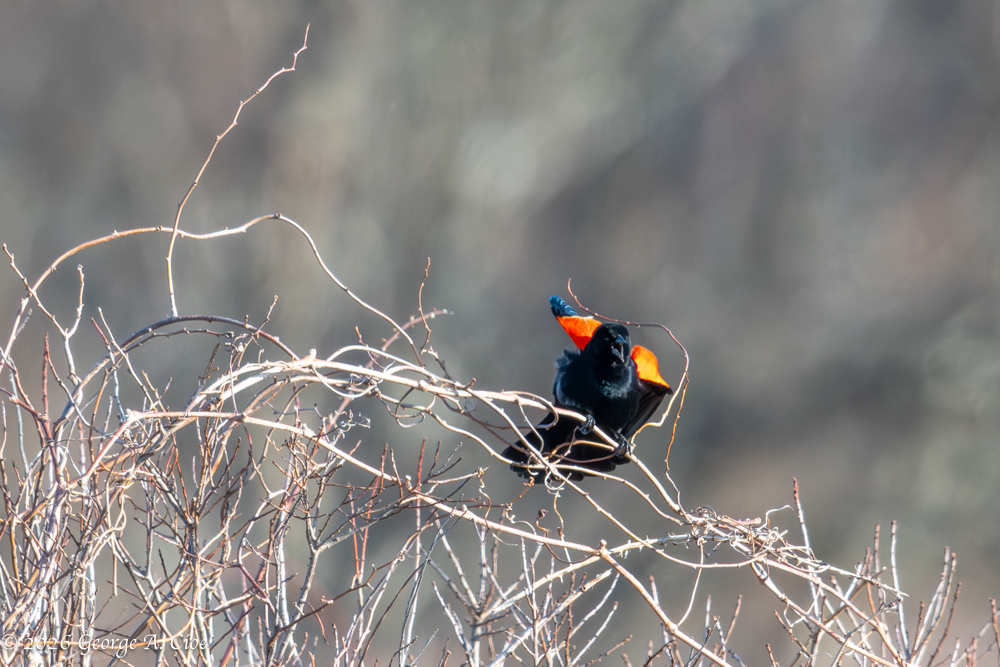 "This is Mine" Red-winged Blackbird