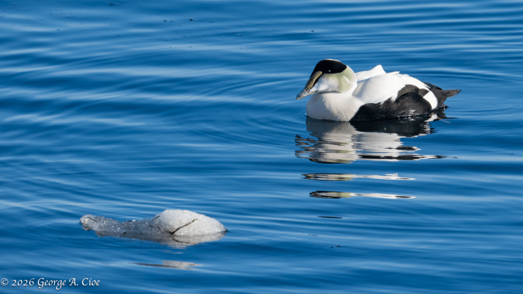 "Cold Water Gentleman" Common Eider