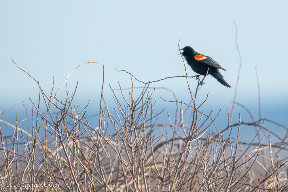 "Call of the Riled" territorial Red-winged Blackbird