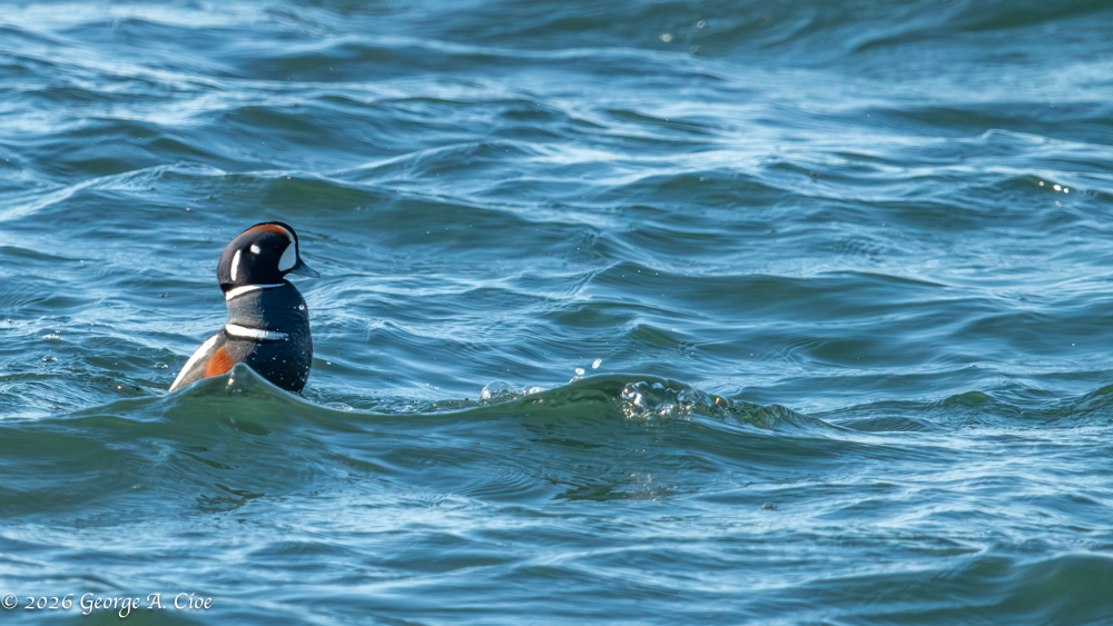 "Where'd She Go?" Harlequin Duck