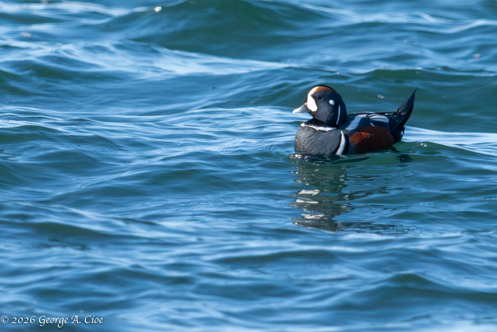 "My Better Side" Harlequin Duck