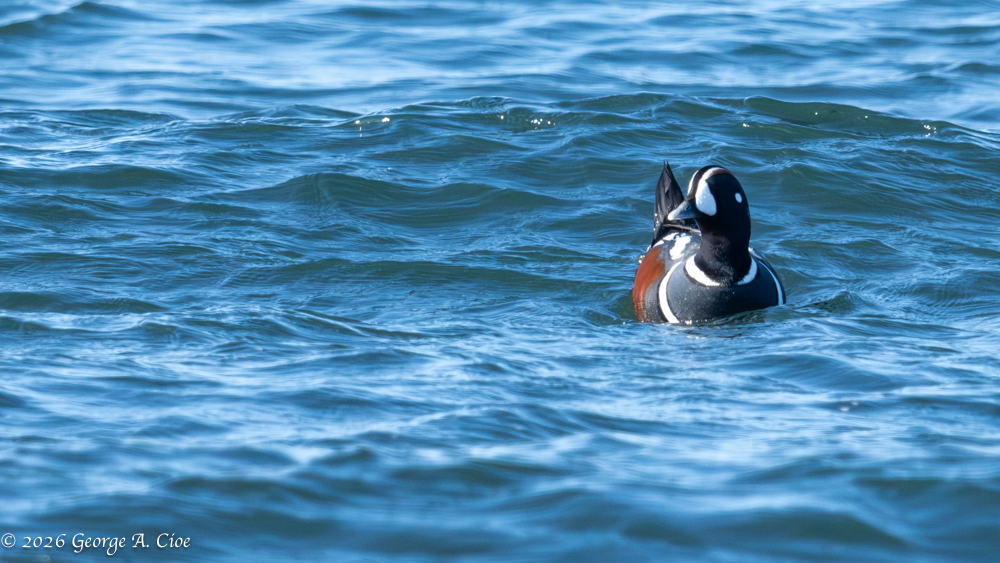 "Just Ducky" Harlequin Duck