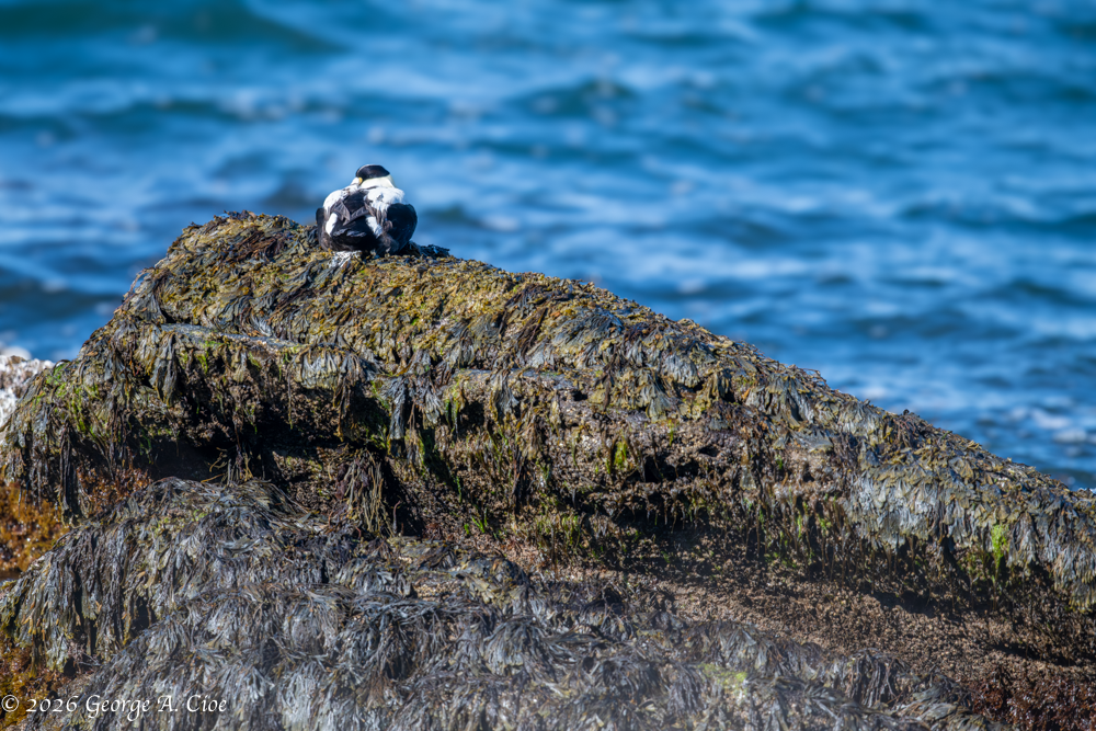 Be Well, First: Embrace Serenity in a Busy World