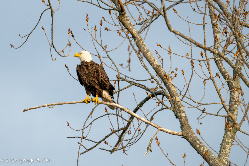 "Regal Presence" Bald Eagle