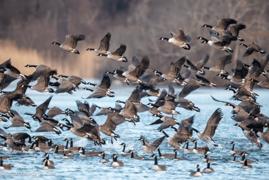 "Fly For Your Lives" Canadian Geese