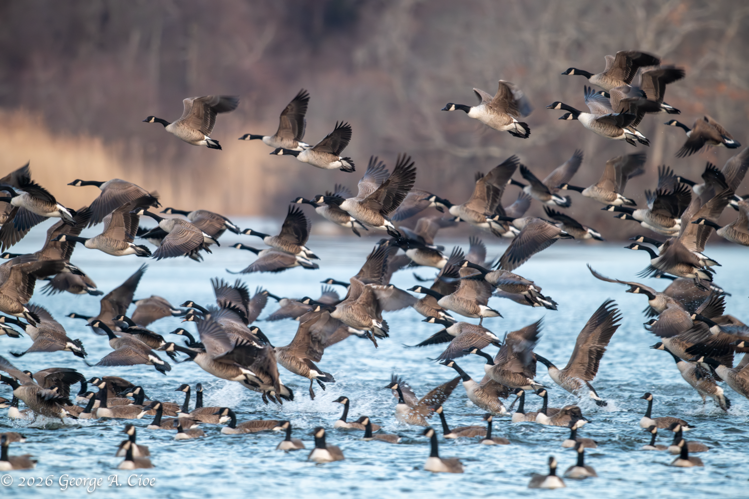 Canada Geese Are Not “Loosey Goosey” At All For A Photo