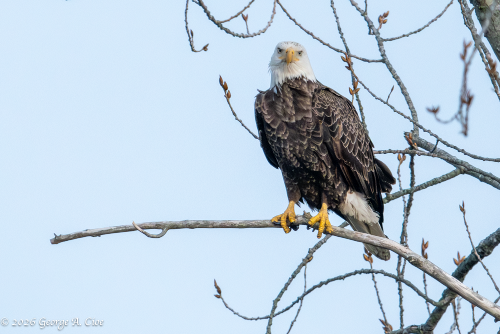 Pulled Over by Nature: An Unexpected Wildlife Encounter