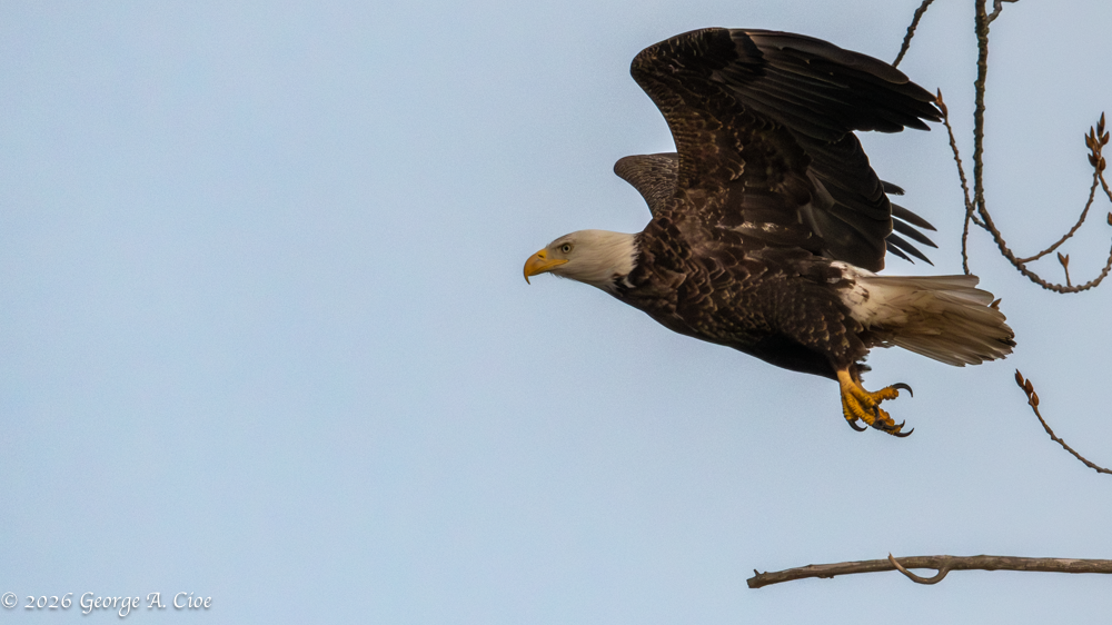 "New Sortie" Bald Eagle