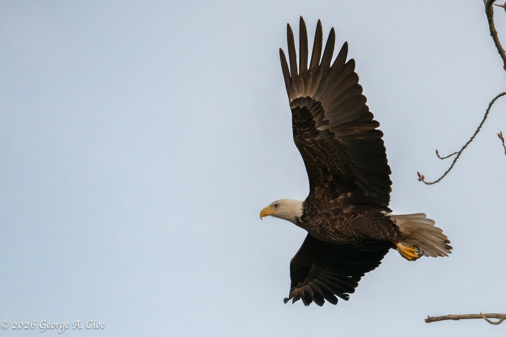 "Magnificence" Bald Eagle