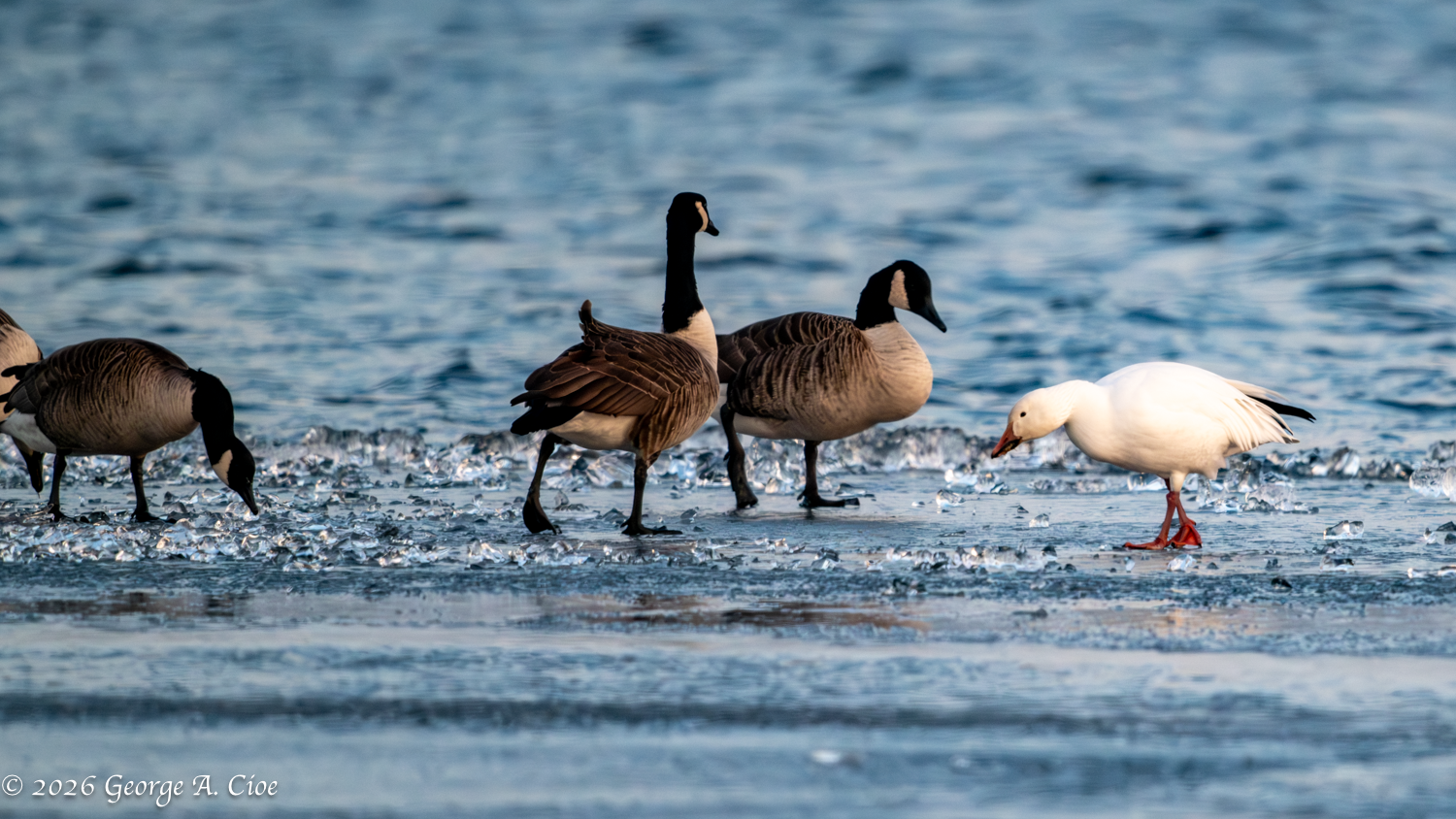 The Lone Stranger – Just One Snow Goose at Trustom Pond