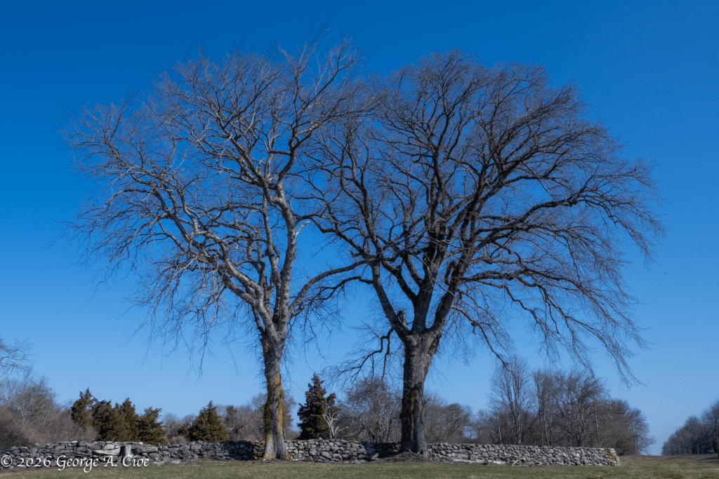 "We Remember" Oak Trees Centuries Old