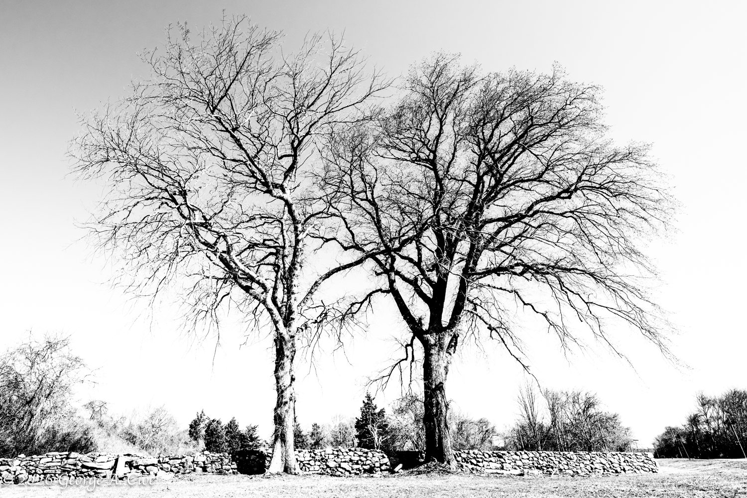 The Oak Sisters – “We Remember”: A Journey Through Time