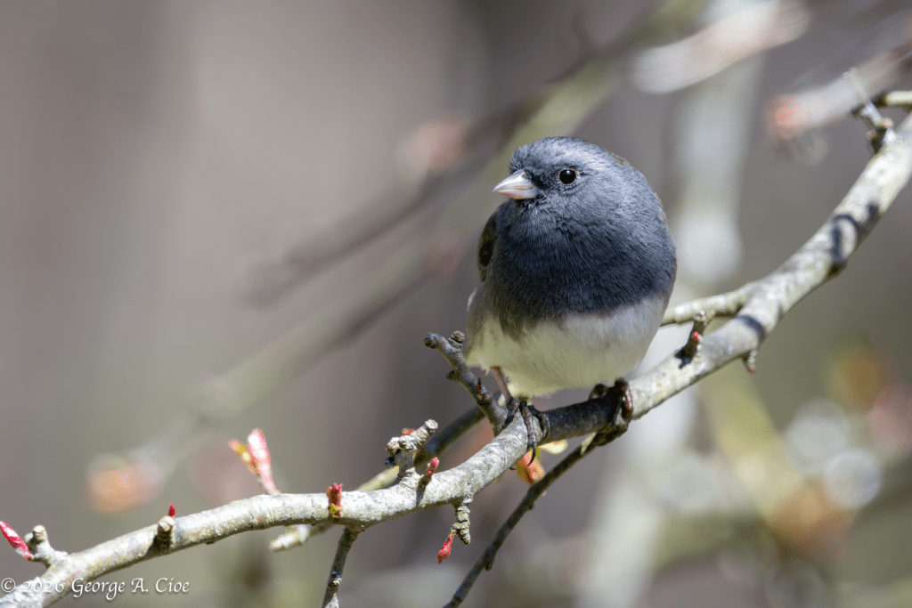 “They Come with the Cold, and Stay for the Smile” Dark-eyed Junco