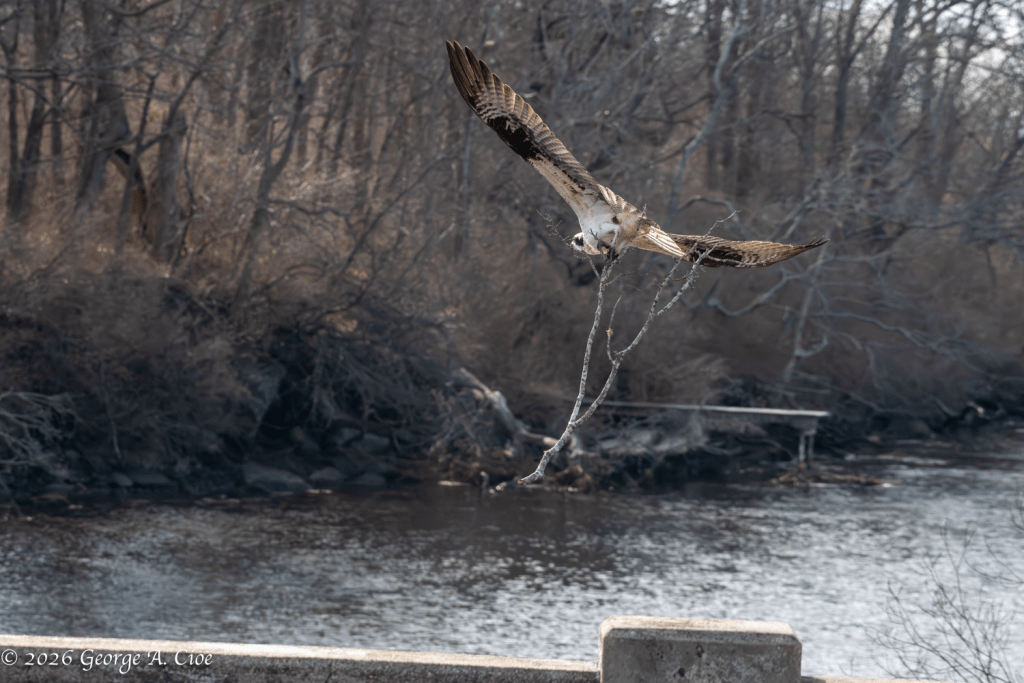 “This Seemed Like a Good Idea…” Osprey about to ditch the stick