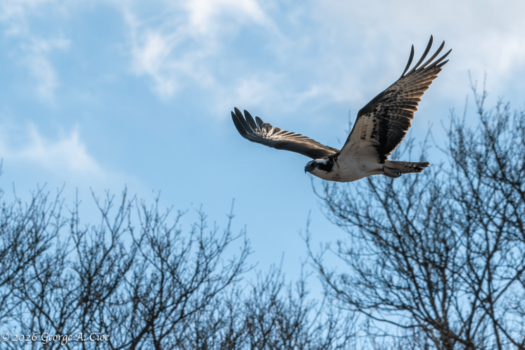 “Flight Plan: Instinct” Osprey