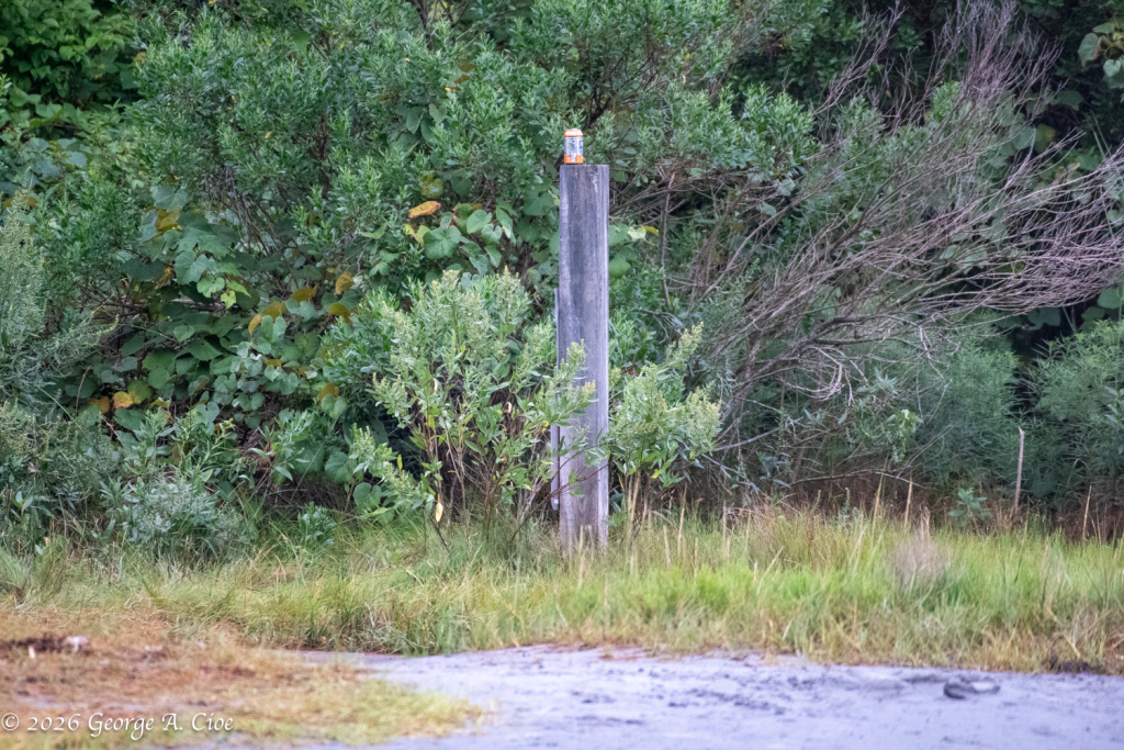 “The Can on the Pedestal” Ignorance or indifference?