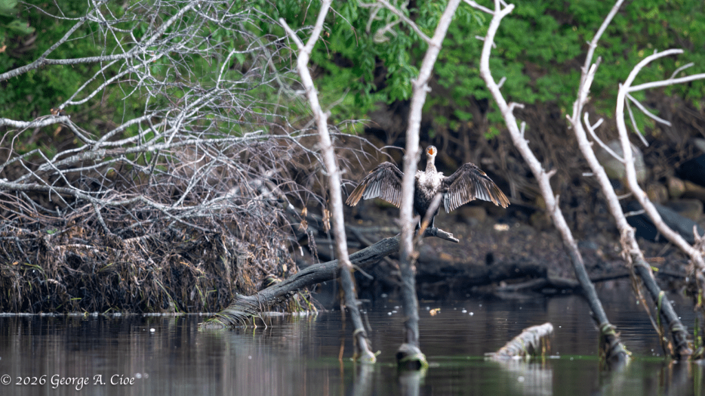 “Sunbathing… or Recharging the Dark Side?” Double-crested Cormorant