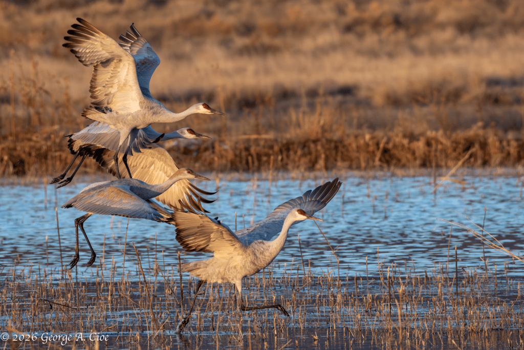 “Runway 747 – Splash, Sprint, Lift!” Sandhill Cranes